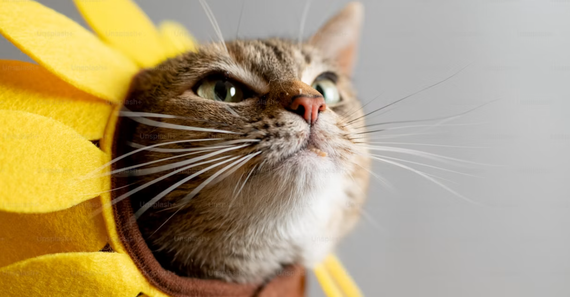 Kucing Kesayangan Sering Sakit? Coba Terapkan 7 Tips Perawatan Ini
